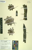 Isotype of Browningia utcubambensis Hutch.; nom. nov. [family CACTACEAE]