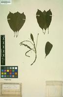 Type of Pentaptera mollis C.Presl [family COMBRETACEAE]