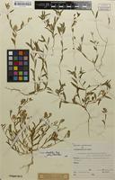 Filed as Polygala welwitschii subsp. welwitschii Chodat [family POLYGALACEAE]