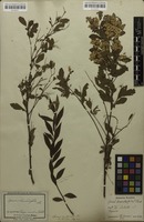 Filed as Spiraea cantoniensis Lour. [family ROSACEAE]