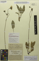 Lectotype of Hieracium subincisum f. subintegrifolium Arv.-Touv. ex Murr [family ASTERACEAE]