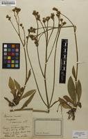 Isotype of Hieracium cruentum var. holosericeum Nägeli & Peter [family ASTERACEAE]