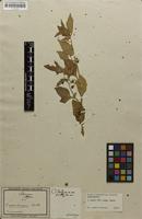 Filed as Solanum villosum Mill. [family SOLANACEAE]