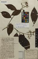 Syntype of Leandra rufescens var. glandulosa Cogn. [family MELASTOMATACEAE]
