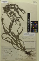 Filed as Cyperus laxus Lam. [family CYPERACEAE]