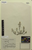 Filed as Gnaphalium polycaulon Pers. [family ASTERACEAE]