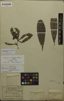 Holotype of Touroulia decastyla Radlk. [family OCHNACEAE]