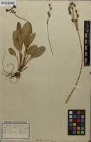 Original material of Primula sikkimensis Hook. [family PRIMULACEAE]