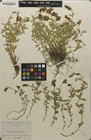 Type? of Linaria anticaria subsp. cuartanensis Degen & Hervier [family SCROPHULARIACEAE]