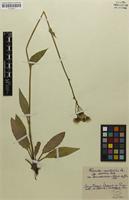Syntype of Hieracium maculatum var. pennickense Schack & Zahn [family ASTERACEAE]
