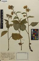 Type? of Symphytum x polonicum Blocki ex Buckn. [family BORAGINACEAE]