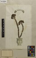 Filed as Selago corymbosa L. [family SCROPHULARIACEAE]