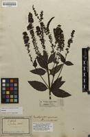 Original material of Veronica nitida Ehrh. ex Roem. & Schult. [family SCROPHULARIACEAE]