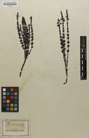 Filed as Striga gesnerioides (Willd.) Vatke [family SCROPHULARIACEAE]