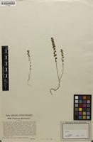 Syntype of Euphrasia marilaunica A.Kern. [family SCROPHULARIACEAE]