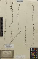 Original material of Euphrasia tenella Kütz. ex Rchb. [family SCROPHULARIACEAE]