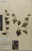 Filed as Cucumis leiospermus (Wight & Arn.) Ghebret. & Thulin [family CUCURBITACEAE]