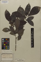 Isotype of Mapouria cupularis Müll.Arg. [family RUBIACEAE]