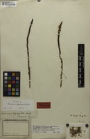 Type of Acrocomia lasiospatha Mart. [family ARECACEAE]