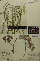 Filed as Cassia petersiana Bolle [family FABACEAE]