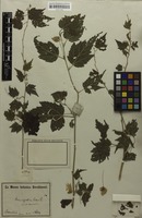Type of Abutilon inflatum Garcke & K.Schum. [family MALVACEAE]