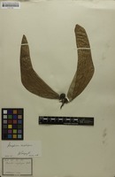 Isotype of Sterculia scaphigera Wall. ex G.Don [family STERCULIACEAE]