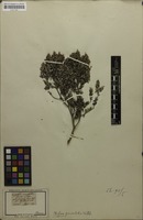 Isotype of Soulangia marifolia Bernh. ex C.Krauss [family RHAMNACEAE]