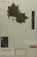 Isotype of Acer circumlobatum Maxim. [family ACERACEAE]