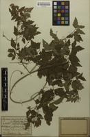 Filed as Serjania confertiflora var. dasycephala Radlk. [family SAPINDACEAE]