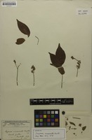 Isotype of Serjania acuminata Radlk. [family SAPINDACEAE]