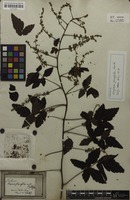 Syntype of Serjania fuscifolia Radlk. [family SAPINDACEAE]