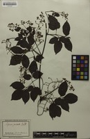 Syntype of Serjania paleata Radlk. [family SAPINDACEAE]