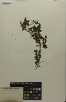 Isosyntype of Serjania orbicularis Radlk. [family SAPINDACEAE]