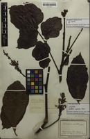 Syntype of Paullinia sorbilis Mart. [family SAPINDACEAE]