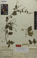 Isotype of Urvillea berteriana DC. [family SAPINDACEAE]