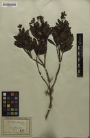 Filed as Luxemburgia octandra A.St.-Hil. [family OCHNACEAE]