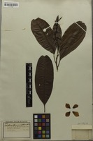 Isotype of Blastemanthus grandiflorus Spruce ex Engl. [family OCHNACEAE]