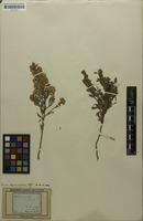 Filed as Spiraea hypericifolia subsp. hypericifolia L. [family ROSACEAE]