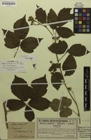Syntype of Rubus dollnensis Sprib. [family ROSACEAE]