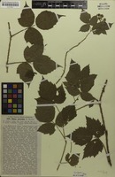 Syntype of Rubus curvatus G.Braun [family ROSACEAE]