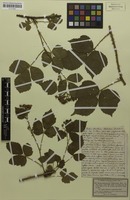 Filed as Rubus adenoleucus Chaboiss. [family ROSACEAE]