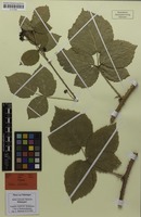 Holotype of Rubus latisedes Meierott [family ROSACEAE]