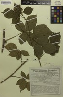 Filed as Rubus werdensis Erdner [family ROSACEAE]