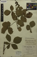 Holotype of Rubus sorbicus H.E.Weber [family ROSACEAE]