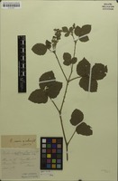 Type? of Rubus rubriflorus Boulay & Letendre [family ROSACEAE]