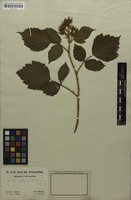 Syntype of Rubus phoenicolasius Maxim. [family ROSACEAE]