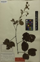 Isotype of Rubus florulentus Focke; nom. illeg. [family ROSACEAE]