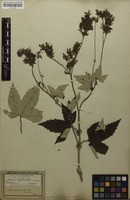 Filed as Filipendula vestita (Wall. ex G.Don) Maxim. [family ROSACEAE]