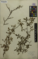 Type of Rosa melvinii Towndrow [family ROSACEAE]