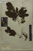 Isosyntype of Crudia pubescens Spruce ex Benth. [family FABACEAE]